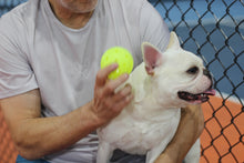 Load image into Gallery viewer, The "Cooper" Cool Grey BDOG T